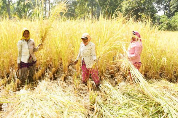 नगरी दुबराज को मिला जीआई टैग, किसानों को होगा फायदा