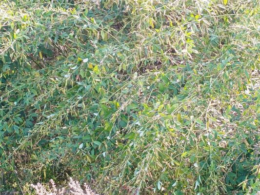 अरहर की बंपर पैदावार के आसार