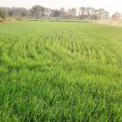 समय से पहले ठंड गायब, गेहूं, चना समेत कई फसलों को नुकसान