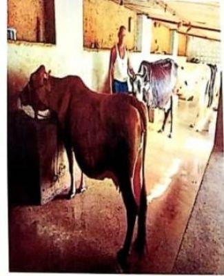 राज्य पोषित डेयरी विकास योजना ने मानीक की बदली तकदीर