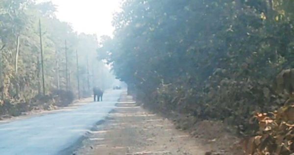 सडक़ पर आया दंतैल, राहगीरों में मची अफरा-तफरी 