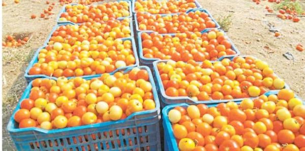 टमाटर से पैसे बनाने किसानों के पास चिल्हर दुकानदारी ही विकल्प 