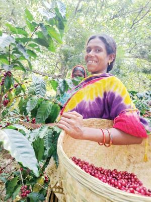 सीसीडी और स्टारबक्स की तर्ज पर होगी बस्तर कॉफी की ब्रांडिंग