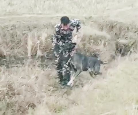 तेंदुए को पकडऩे मुर्गा, बकरी, कुत्ता और अब हाथी