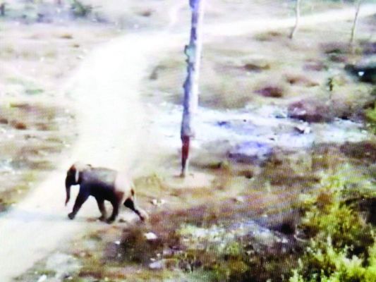 अंबिकापुर में हाथी पहुंचा, सुरक्षित बाहर निकालने वन विभाग दिनभर करता रहा मशक्कत