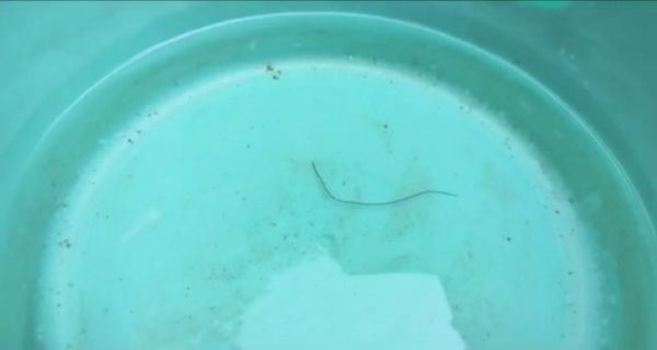 निगम के पानी में कीड़ा, वार्डवासियों में हडक़ंप