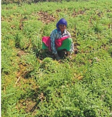 बेमेतरा के किसानों के लिए घाटे का सौदा हुआ चने की फसल