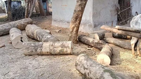 ग्रामीणों की शिकायत पर लकडिय़ां जब्त 