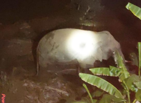 गरियाबंद से लौटा दंतैल हाथी,  वन विभाग ने 7 गांवों को किया अलर्ट