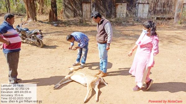 अज्ञात वाहन की टक्कर से चीतल  की मौत
