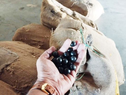 नकली आयुर्वेदिक दवा जब्त