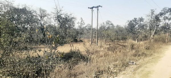 काली परत से पट रहे हैं संबलपुरी व नटवरपुर के जंगल