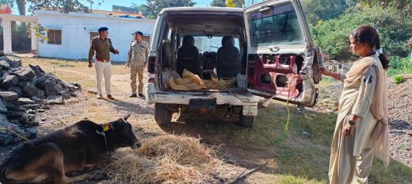 अवैध तरीके से बूचडख़ाना ले जाते 6 मवेशी बरामद