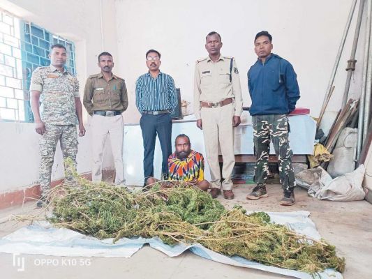 घर की बाड़ी से गांजे के पौधे जब्त