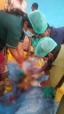 किसान के घर में गाय का सफल सिजेरियन ऑपरेशन