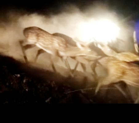 दो माह में वन्य जीवों के हमले से 4 लोगों की मौत, जंगलों में शाकाहारी जानवर छोड़े जा रहे