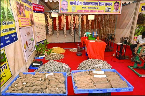 कम लागत में कोसा निर्माण कर कमाया जा सकता है अधिक मुनाफा