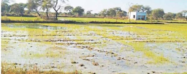 धान का रकबा घटा, नहीं गिरेगा जल स्तर