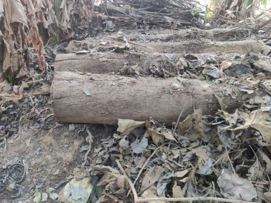  घर बाड़ी से 6 ल_ा सागौन काष्ठ जब्त