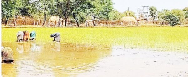 मिलेट्स फसलों की मांग से किसानों का बढऩे लगा रूझान