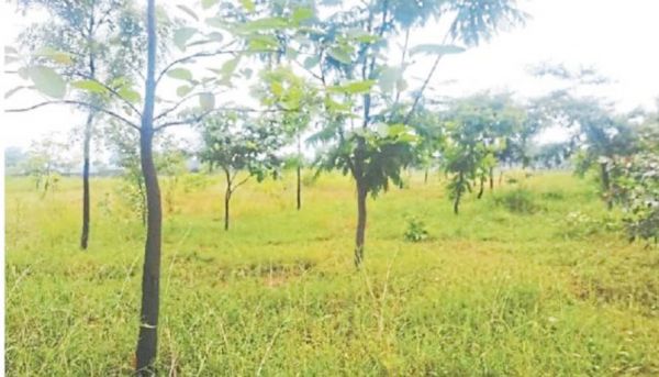 देखरेख के अभाव में उजड़ गया 25 एकड़ में फैला ऑक्सीजोन