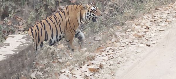 बाघ देखने का मौका...