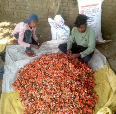 न्यूनतम समर्थन मूल्य पर पलाश फूल की खरीदी शुरू