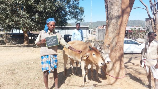 खनिज न्यास मद से पहाड़ी कोरवाओं को दी गई एक जोड़ी बैल, जिला प्रशासन को दिया धन्यवाद 