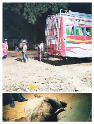 बस ने तीन भैंसों को रौंदा, मौतें