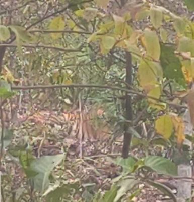 वाड्रफनगर में बाघ की मौजूदगी से दहशत, स्कूलों में दी गई छुट्टी