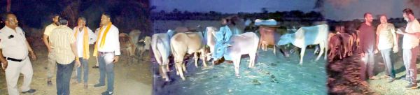 सूखे खेत में रस्सी से बंधी मिली सैकड़ों मवेशियां, तस्करी की आशंका