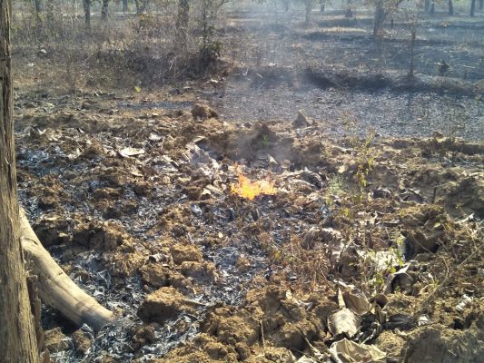 महुआ फूल बीनने पेड़ के आसपास लगाई जा रही आग, छोटे पौधे नष्ट हो रहे