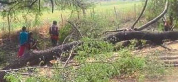 काट दिए हजारों हरे-भरे पेड़, लकड़ी माफिया बेखौफ