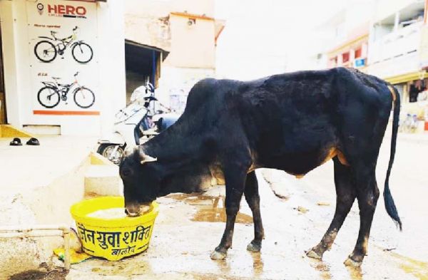 घरों के सामने रख रहे कोठना और पक्षियों के लिए सकोरा