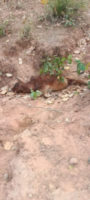 अब रामानुजगंज वन परिक्षेत्र के जंगल में दिखा बाघ, किया बैल का शिकार