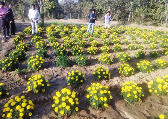 गेंदा फूल की खेती से महक उठी महिलाओं की जिंदगी