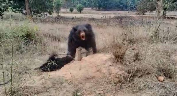 अंतत: बुरी तरह घायल मादा भालू ने भी दम तोड़ा