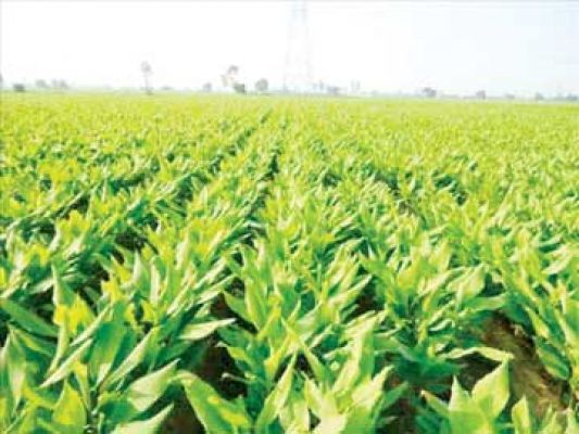 मसालों की खेती पर दो दिवसीय राष्ट्रीय कार्यशाला