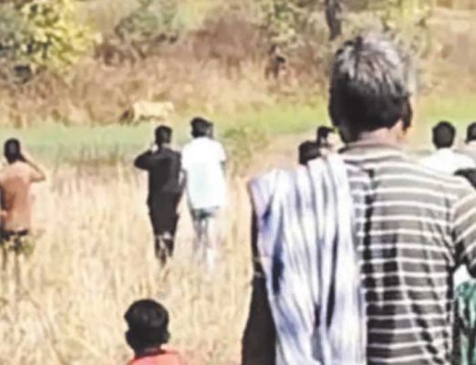 रिहायशी क्षेत्र के पास बाघ पहुंचा, देखने सैकड़ों पहुंचे, वन अमले ने हटाया