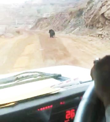 सोशल मीडिया में भालू के दौडऩे का वीडियो वायरल, कर्मचारियों में भय