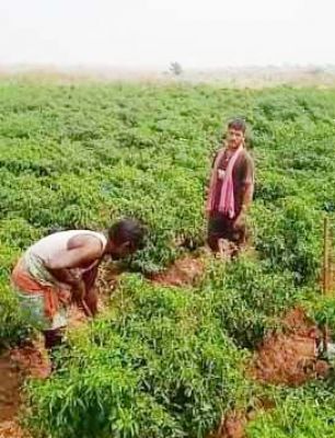 सूरजगढ़वासियों ने बाढ़ के अभिशाप को बना लिया वरदान