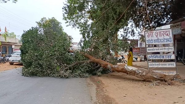 ट्रेलर से क्षतिग्रस्त पेड़ के गिरने से बाल-बाल बचा व्यक्ति