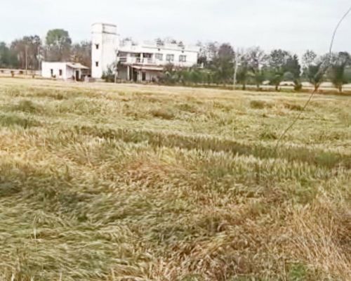 आधे घंटे में 6.2 मिमी बारिश, चना-गेहूं की फसल को नुकसान