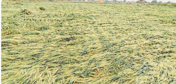 तेज हवाओं के साथ बारिश से चना सहित रबी की फसल बर्बाद
