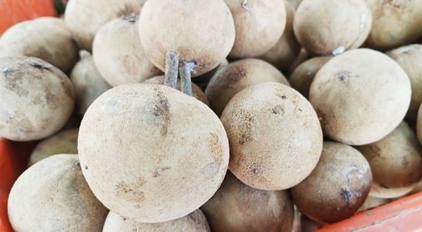 डेरा सच्चा सौदा में हर दिन निकल रहे डेढ़ क्विंटल चीकू, सेब के फलों से लदे हैं पेड़