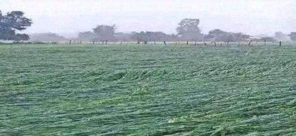 ओले गिरने से फसल बर्बाद, किसानों को भारी नुकसान  