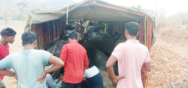 पुलिस नाकाबंदी को देखकर अंतराज्यीय पशु तस्कर मवेशी से भरे वाहन को छोड़ हुए फरार