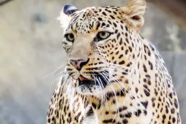 गोमर्डा में तेंदुआ के अलावा सोन कुत्तों का भी मिला प्रमाण, बढ़ रही मांसाहारी वन्यप्रणियों की संख्या