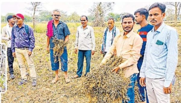 जिले में बेमौसम बारिश ने चना-गेहूं को पहुंचाया नुकसान, किसान चिंतित