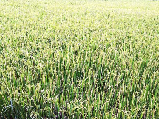 धान में आने लगी है बालियां 